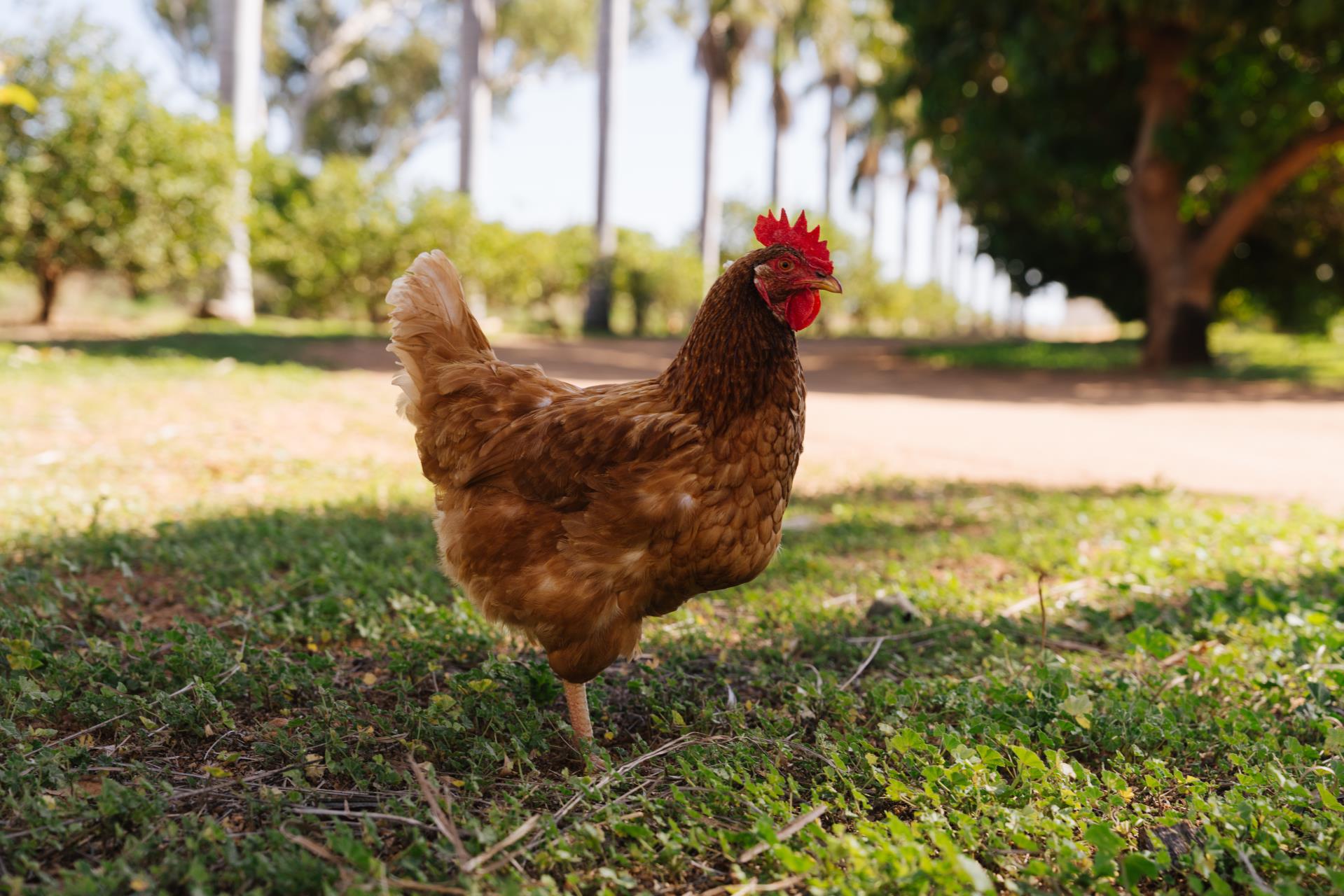 H5 Avian Influenza (Bird Flu) Image