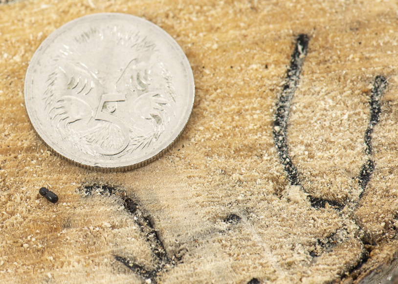 Polyphagous Shot-Hole Borer Management Image