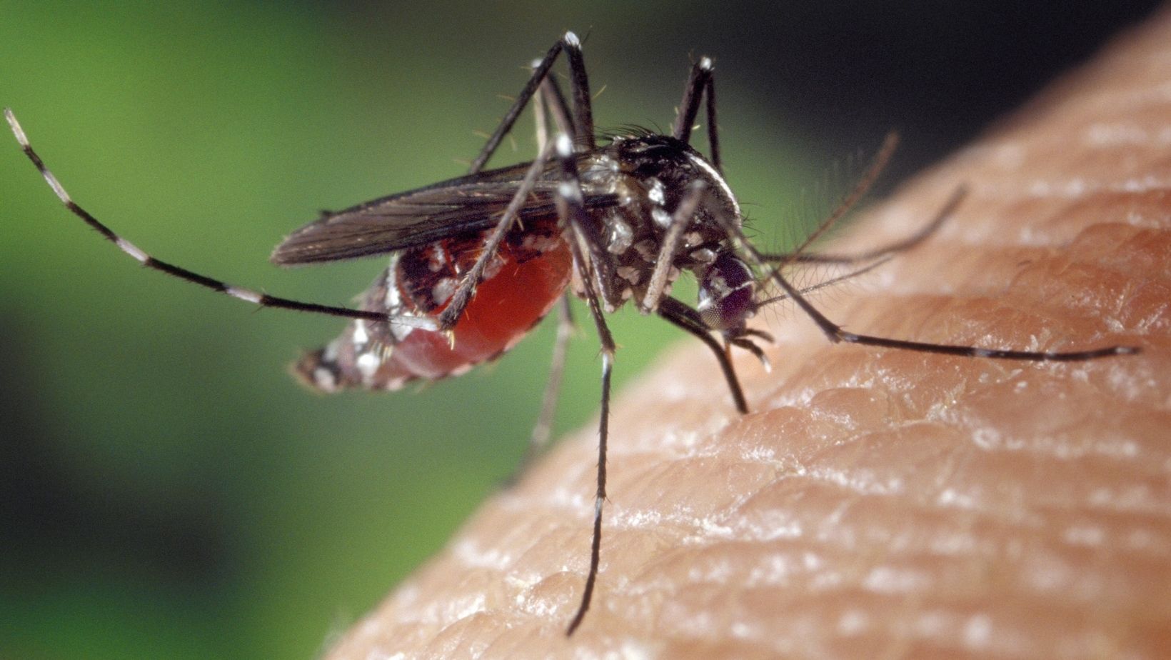 Mosquito Management Image