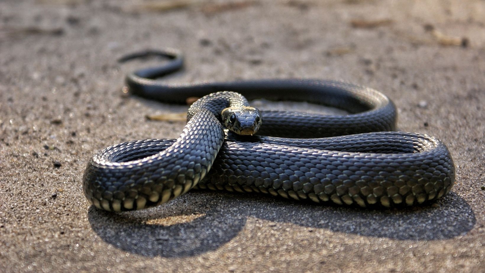 Snake FAQs Image