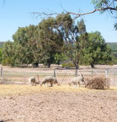 sheep at a Western Australian farm