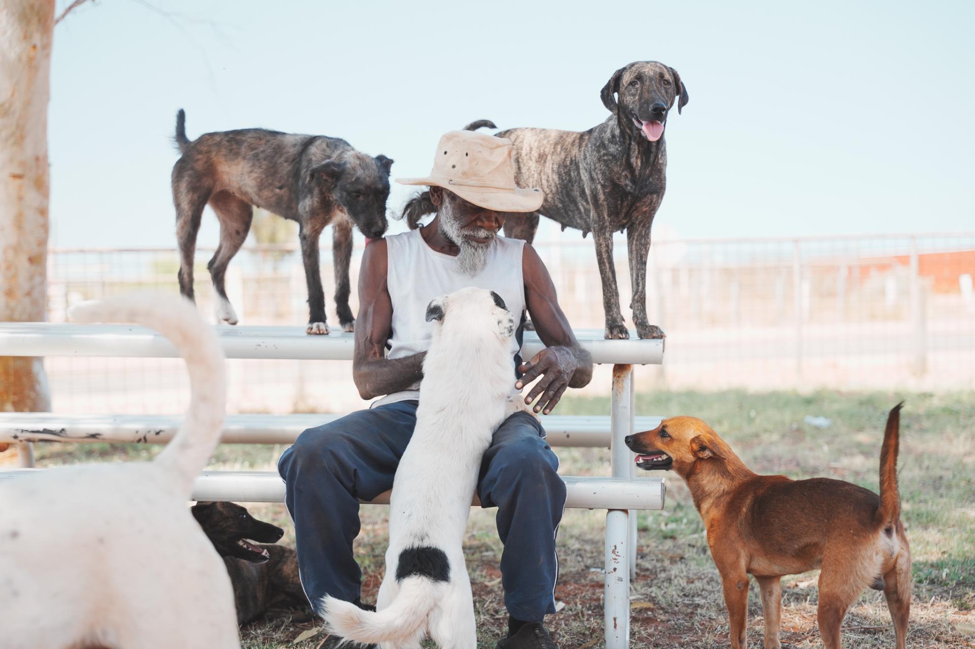 Lost & Found Pets Image