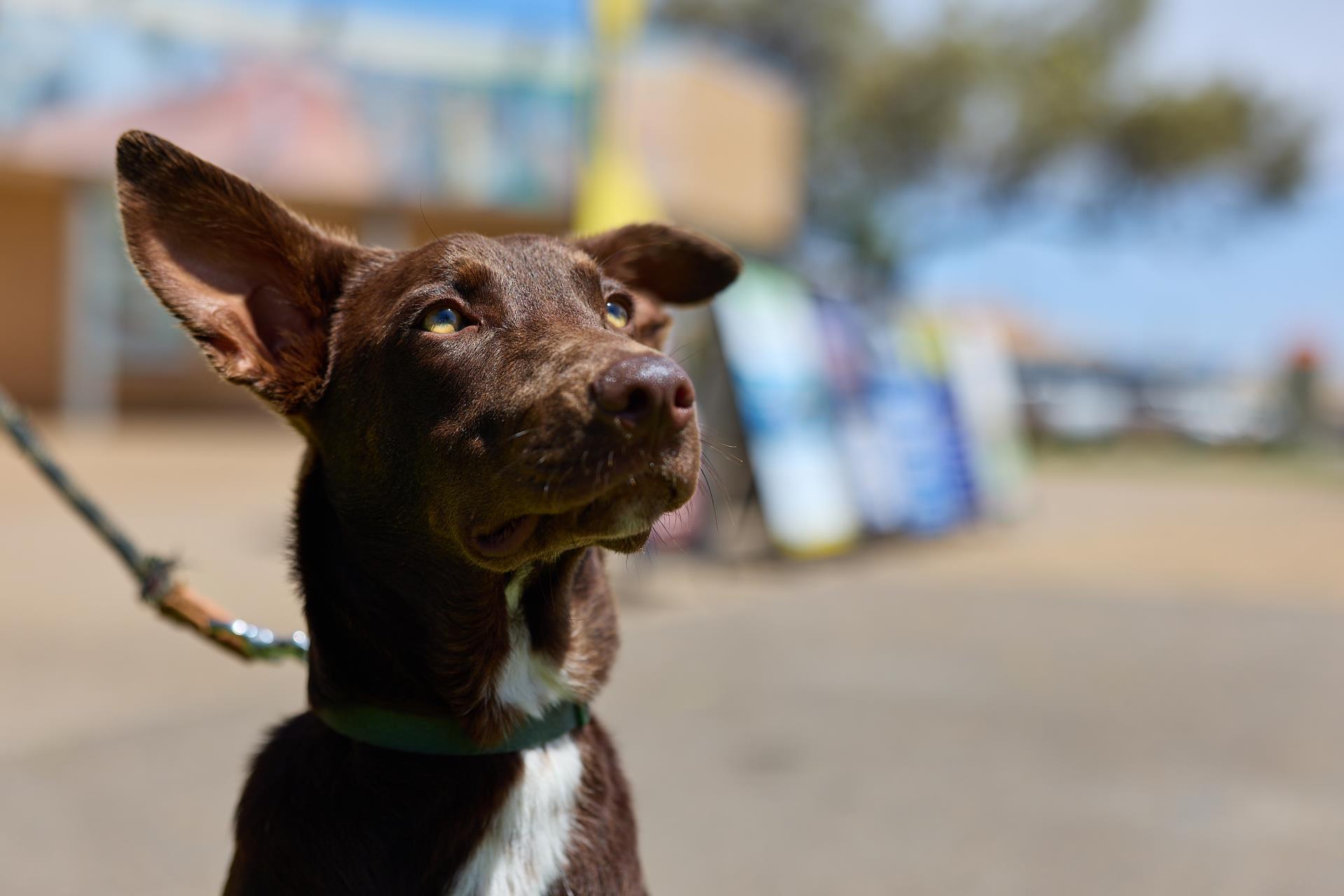 Dog FAQs Image