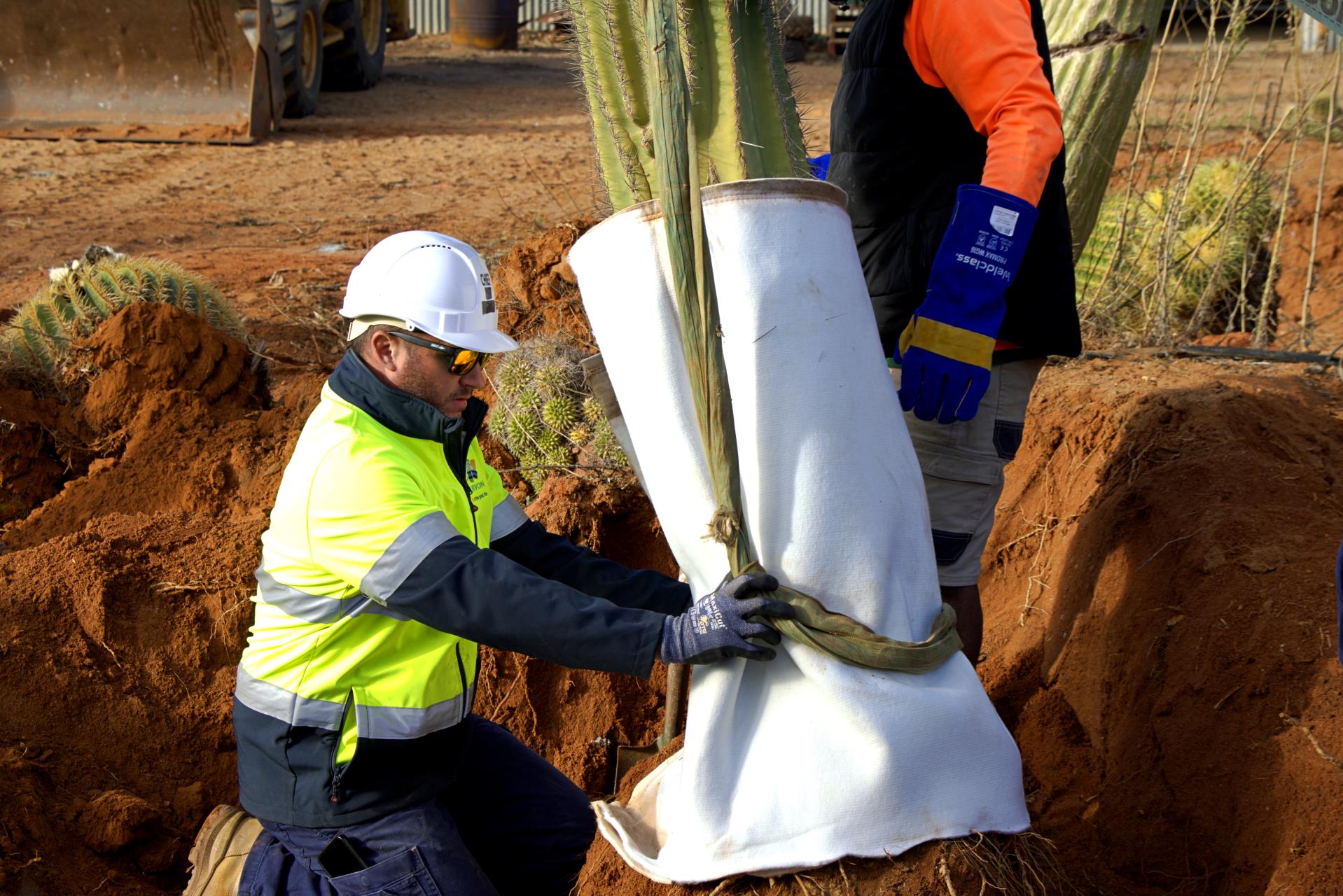 Cactus Garden Finds a New Home in Carnarvon